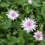 Crepis rubra Fleur