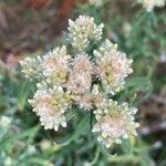 Pseudognaphalium undulatum Floro