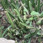 Stapelia grandiflora Leaf