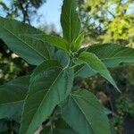 Helianthus tuberosusBlatt