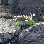 Armeria maritimaBlomst