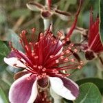 Feijoa sellowiana 花