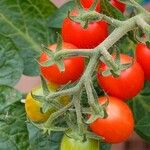 Solanum lycopersicum Frutto