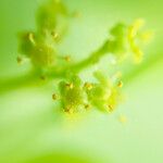 Griselinia littoralis Flower