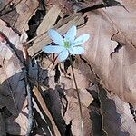 Hepatica acutiloba Flower