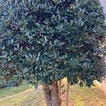 Ilex cornutaHostoa