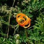 Lilium henryi Flower