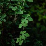 Coccinia grandis Leaf