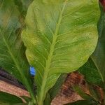 Anthurium hookeri Leaf