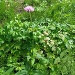 Knautia dipsacifoliaFlower