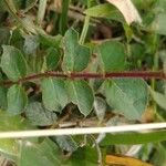 Cuphea ericoides Hoja