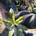 Cordia americana Leaf