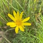 Tragopogon orientalis Flower