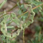 Hippocrepis ciliata Ovoce