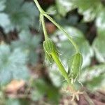 Geranium × oxonianum Fruit