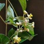 Pentarrhinum insipidum Blüte