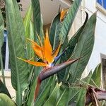 Strelitzia reginaeŽiedas