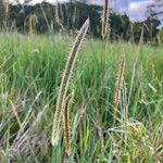 Setaria sphacelata Lorea