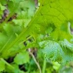 Brassica juncea Hoja