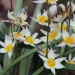 Tulipa turkestanica Flor