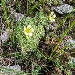 Saxifraga muscoides Fula