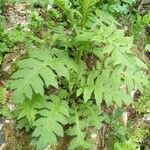 Cirsium alsophilum Leaf