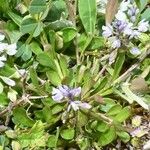 Polygala amarella Habitus