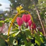 Lamprocapnos spectabilis Flor