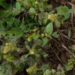 Amaranthus powellii 花