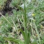 Chloraea magellanica Yeri