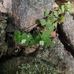 Veronica cymbalaria Blomst