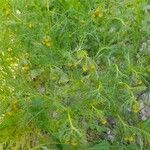 Matricaria aurea Mosusu