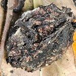 Juglans nigra Mbuma