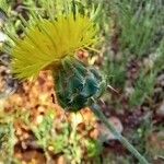 Centaurea macedonica Flor