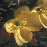 Oenothera xylocarpa Flor