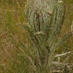 Cirsium foliosum Fruit