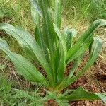 Colchicum corsicum Leaf