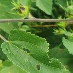 Hibiscus lunariifolius Folha