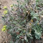 Alyssum montanum Habit