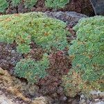 Kelseya uniflora Hoja