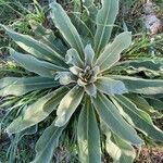 Verbascum niveum List