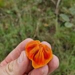 Annona senegalensis Fruit