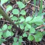 Senecio ampullaceus Leaf