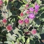 Arctium minusFlower