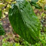 Viburnum carlesii Leaf
