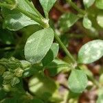 Polycarpon tetraphyllum Folha