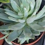 Dudleya greenei 叶