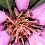 Rhododendron pudorosum Flor