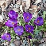 Crocus flavus 形態