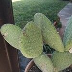 Tacinga inamoena Hoja